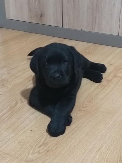 oglasi, tenci LABRADOR retrivera